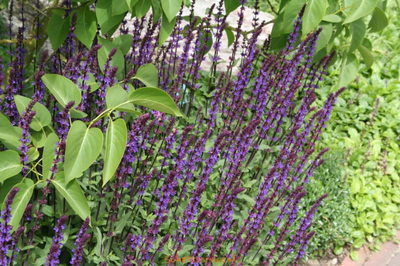 Prachtige Planten met Kleine Paarse Bloemetjes: Een Betoverende Toevoeging aan uw Tuin