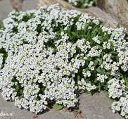 Prachtige Planten Met Kleine Witte Bloemetjes: Een Betoverende Toevoeging Aan Jouw Groene Oase
