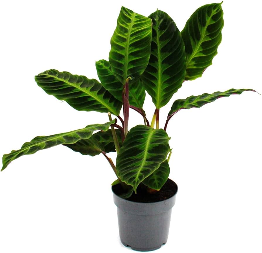 plant met fluweelachtig blad