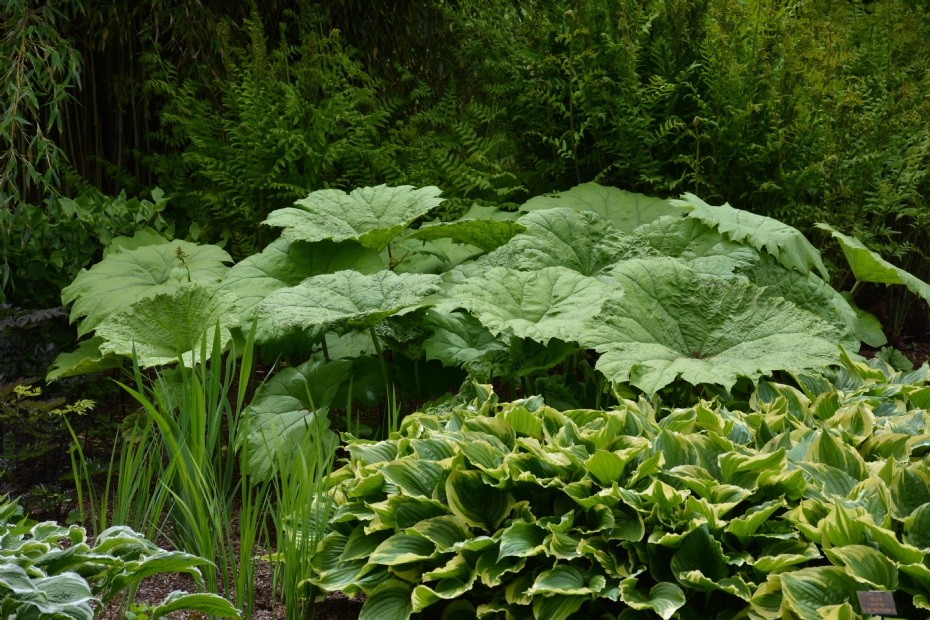 Prachtige Planten met Groot Blad voor Buiten: Een Tropische Toevoeging aan Jouw Tuin