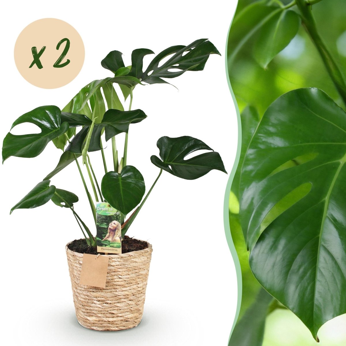 voordelig planten kopen