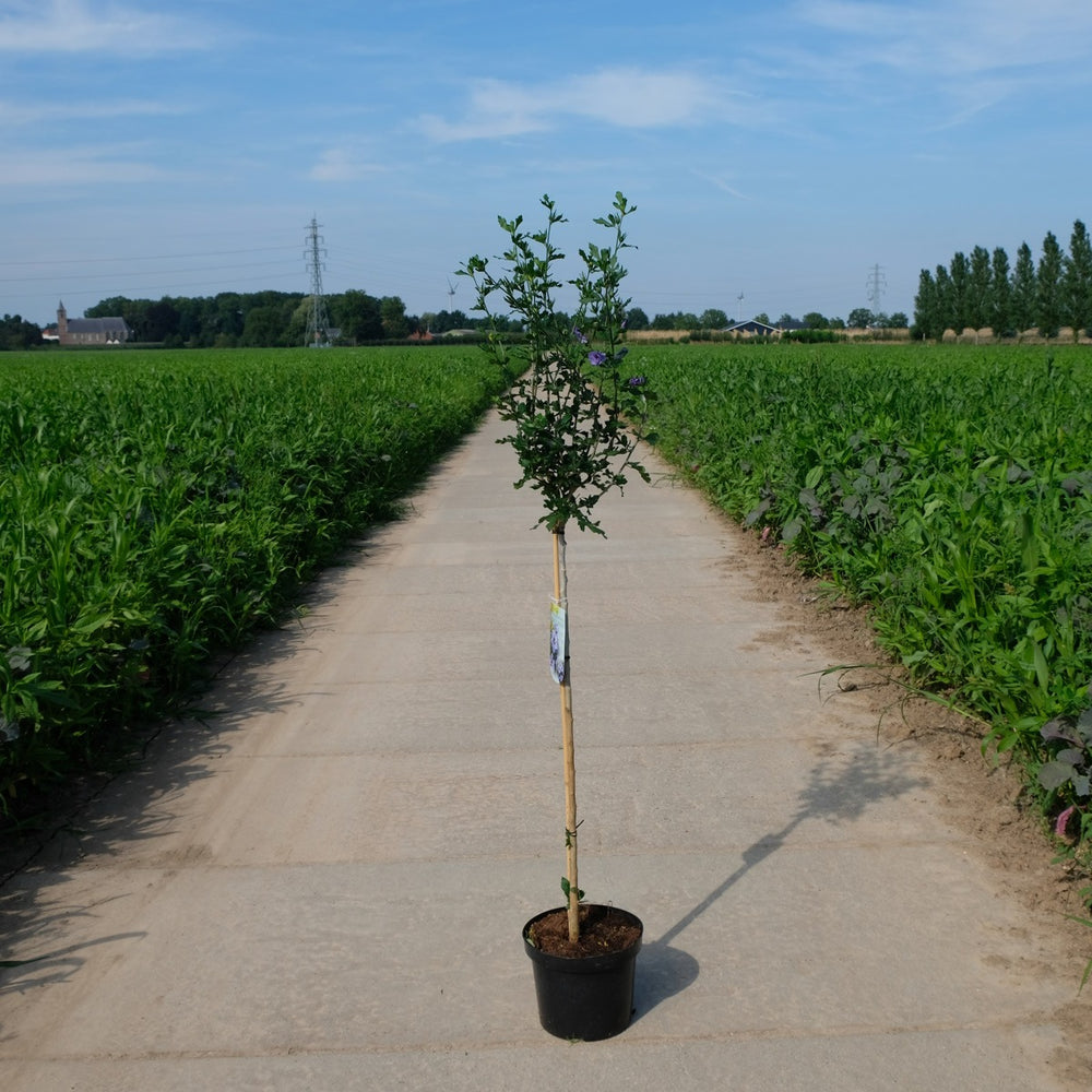Stijlvolle buiten plant op stam: een eyecatcher voor je tuin