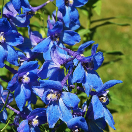 plant met blauwe pluimen