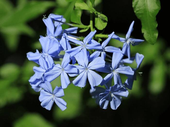 plant met blauwpaarse bloemen