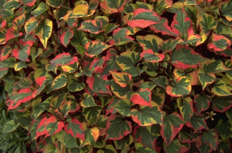 Prachtige Planten met Groen en Rood Blad: Een Kleurrijke Toevoeging aan uw Leefomgeving