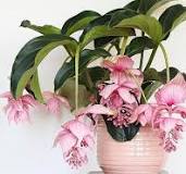plant met roze bloemen binnen