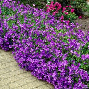 Betoverende Plant met Roze Klokjes: Een Delicate Charme voor uw Tuin