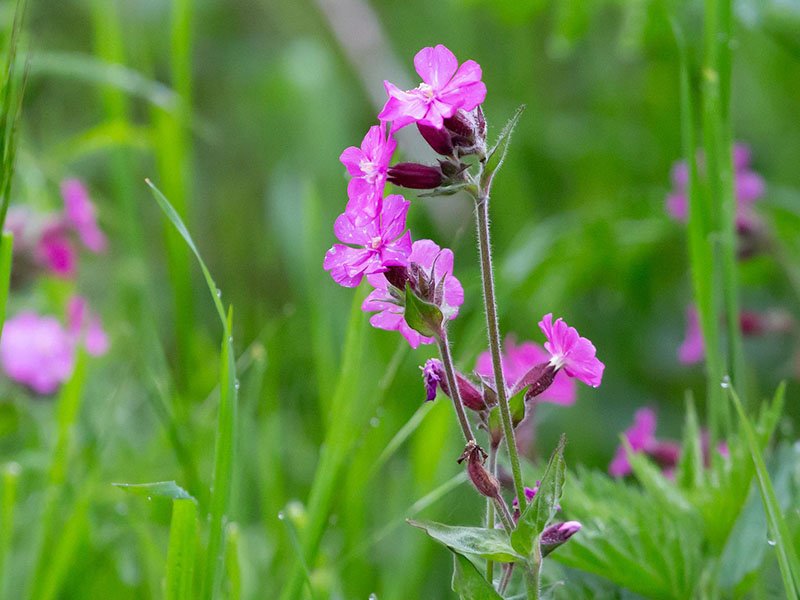 plant met roze pluimen