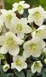 Prachtige Planten met Witte Bloemetjes: Een Ode aan Elegante Eenvoud