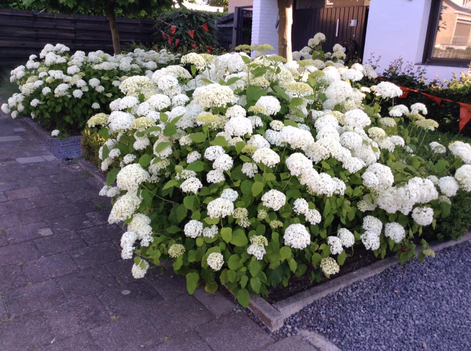 Betoverende Plant met Witte Klokjes: Een Delicate Schoonheid in de Tuin