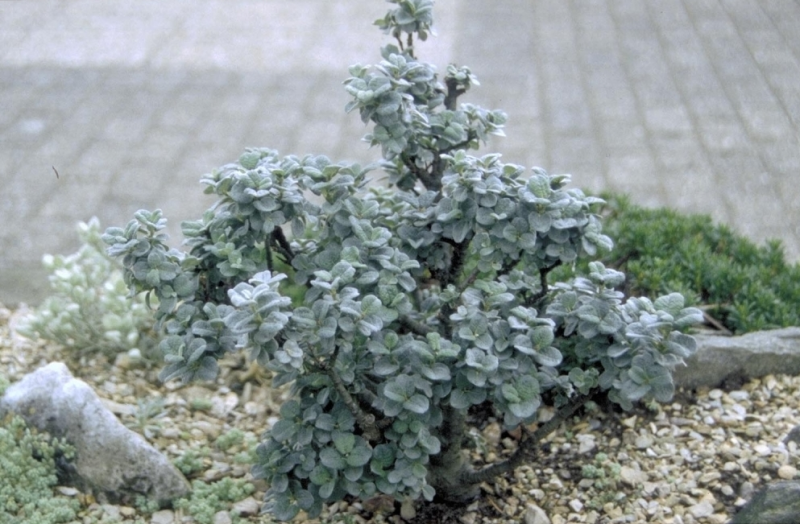 plant met zilvergrijs blad