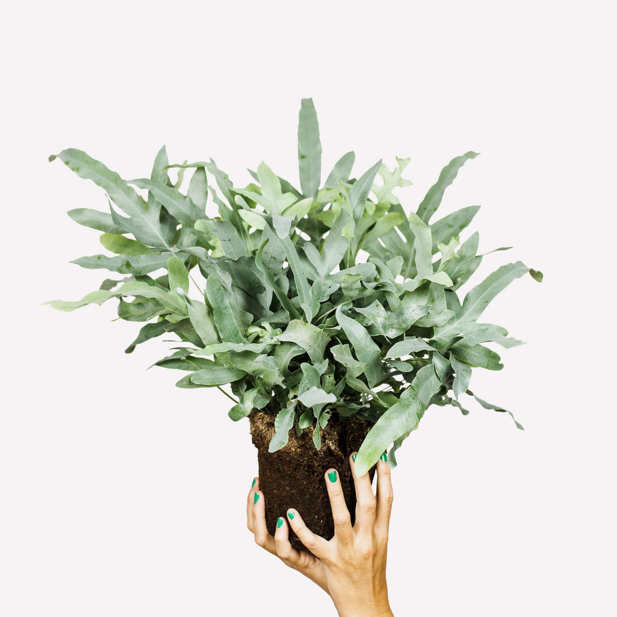 plant met zilverkleurig blad