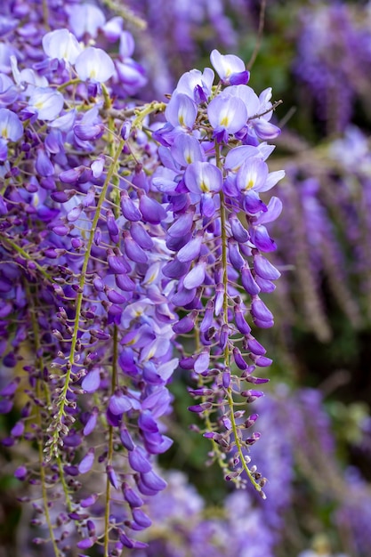 plant paarse bloemetjes