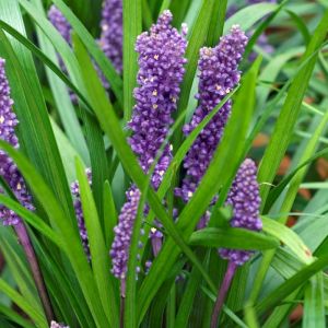 plant paarse pluimen