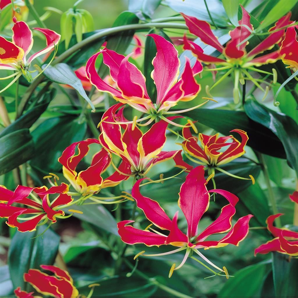 plant rood blad buiten