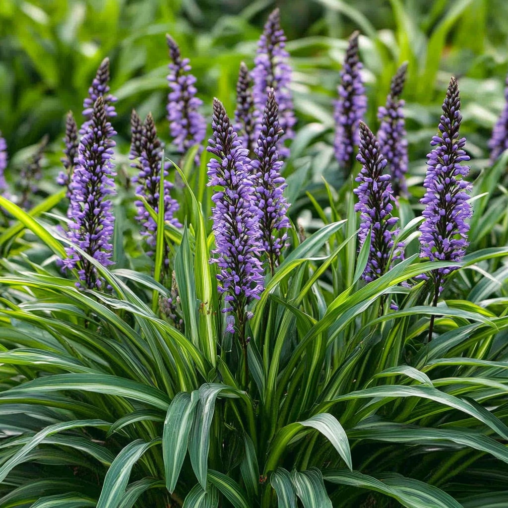 plant schaduw buiten pot