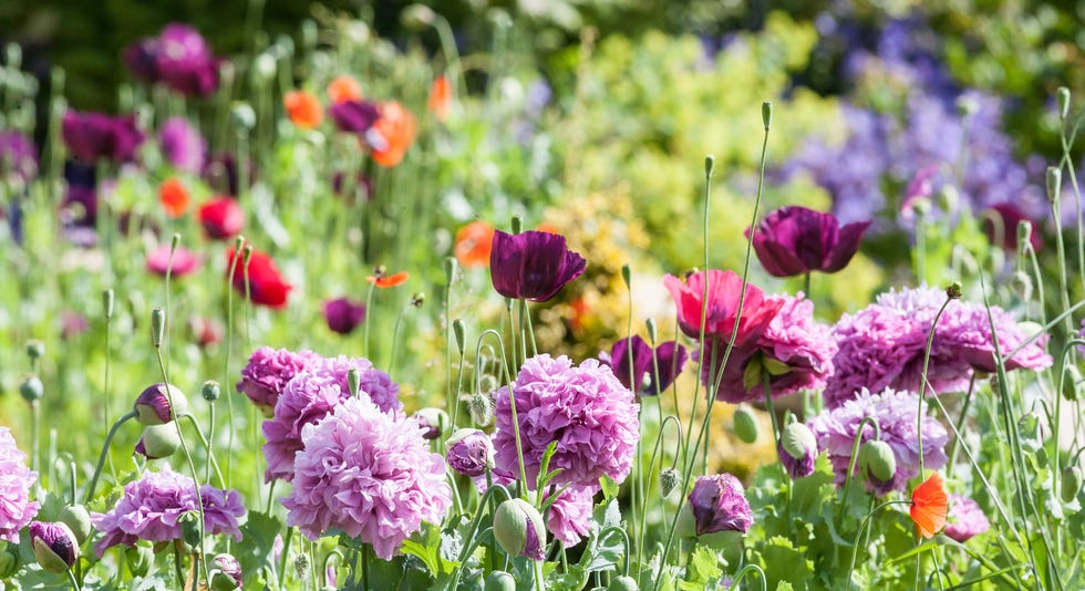 tuinplanten in de zon