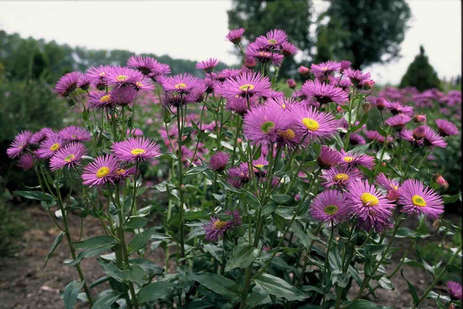 vaste planten zon droge grond