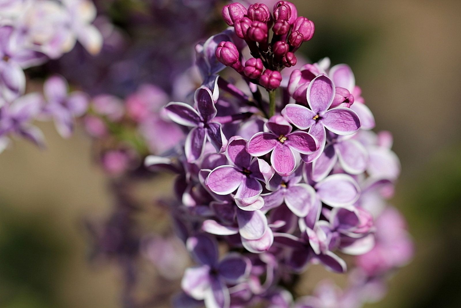 geurende tuinplanten