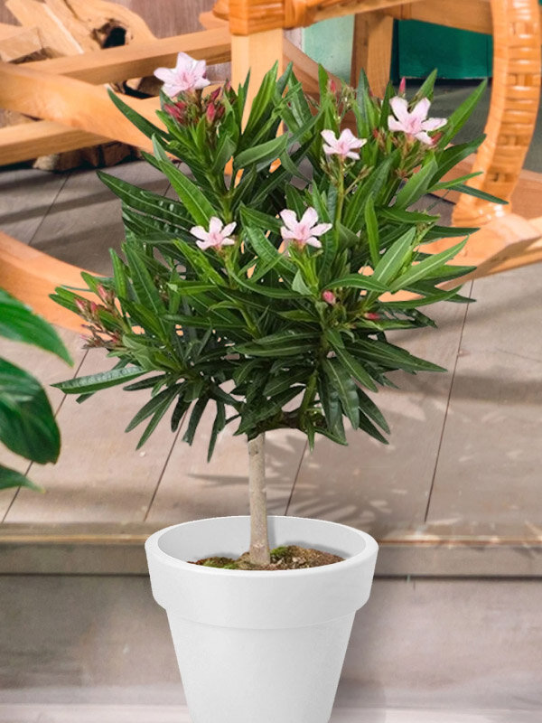 Koop Prachtige Balkon Planten Online voor Jouw Groene Oase