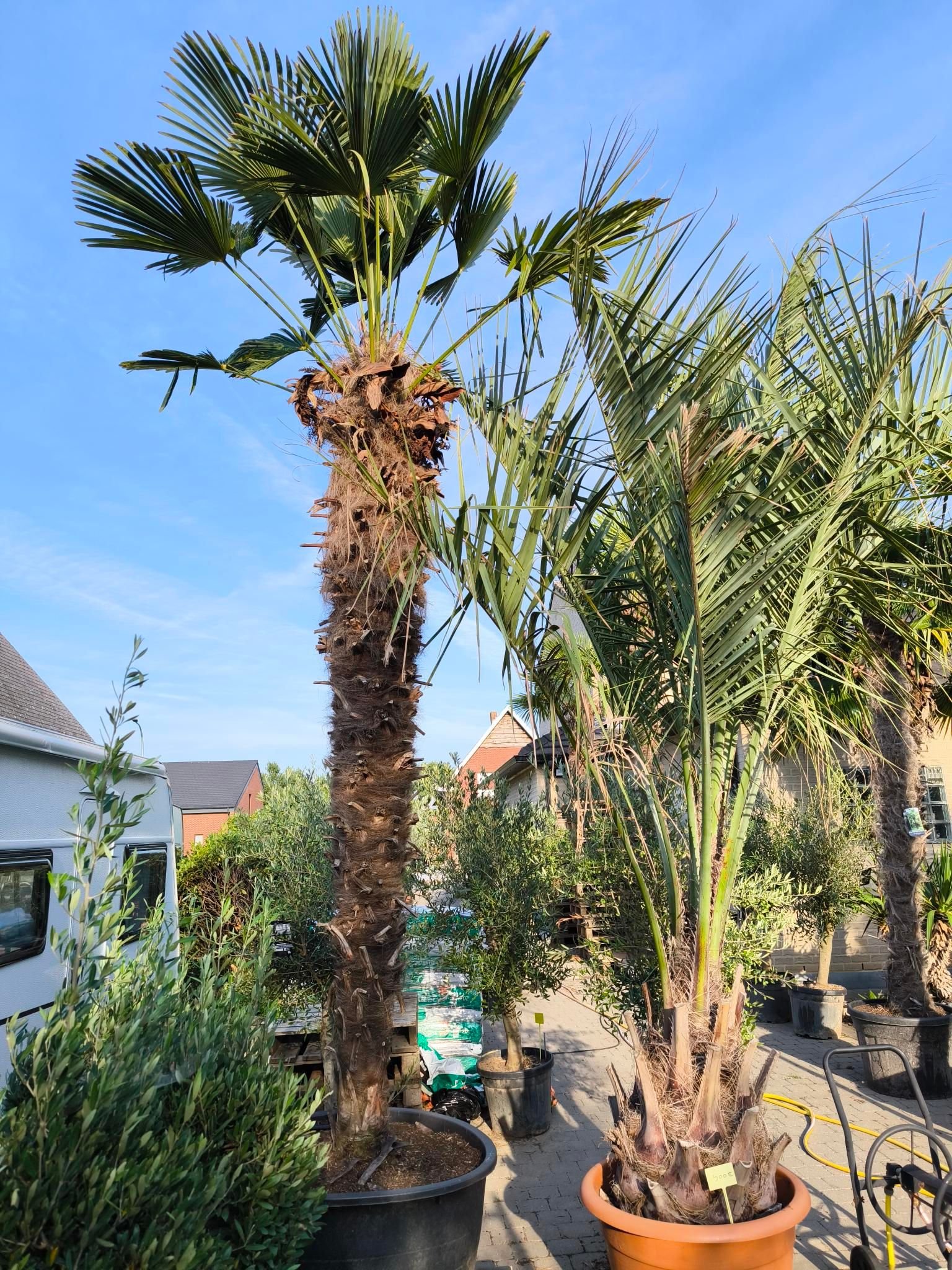 palm plant buiten winterhard