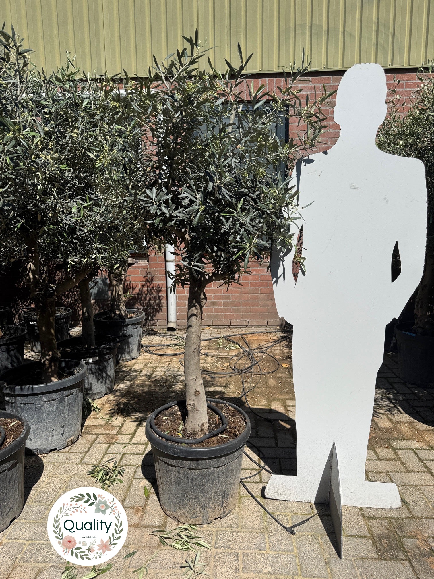 Tips voor het Kweken van een Plant op Stam in de Schaduw