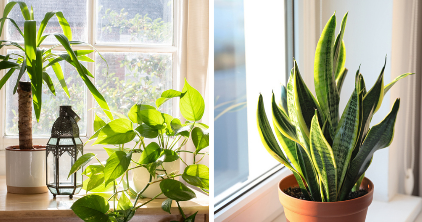 plant op stam volle zon
