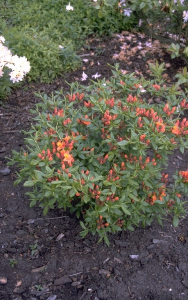 plant rood groen blad