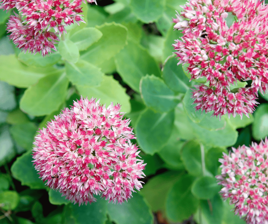 winterharde groenblijvende planten in pot