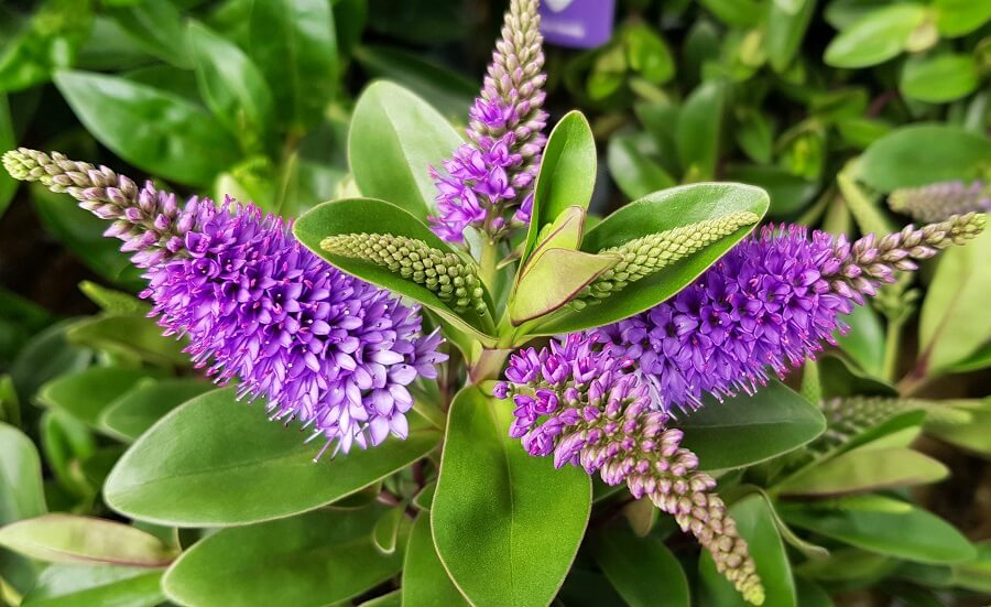winterharde groene planten