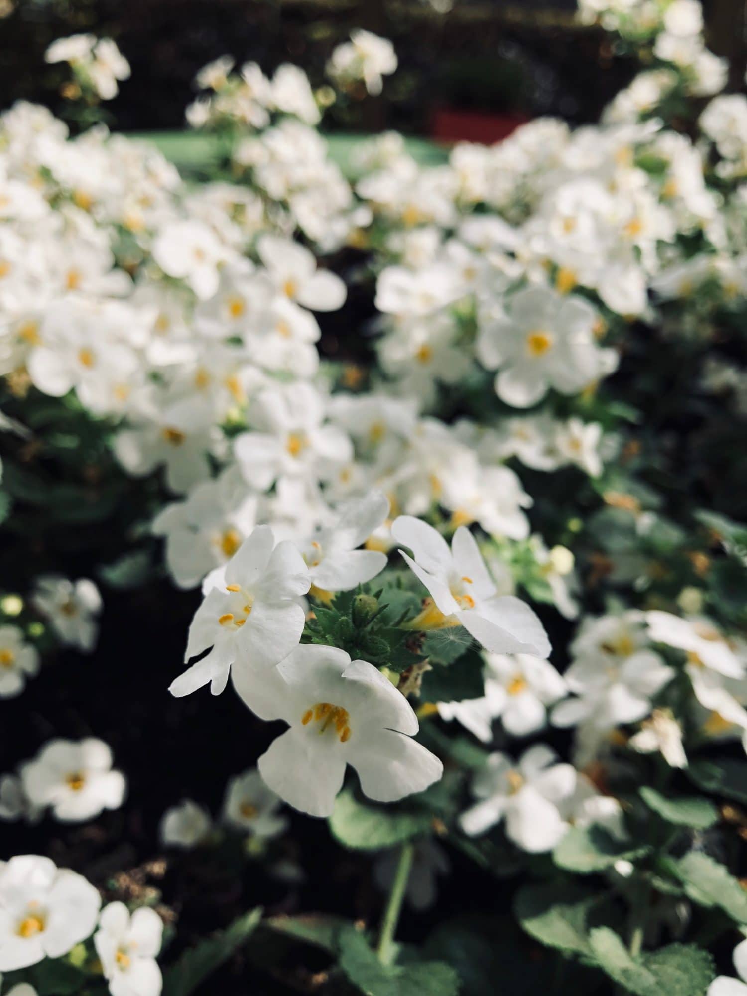 Eenjarige bloeiende planten: kleurrijke bloemen voor tuin, terras en balkon