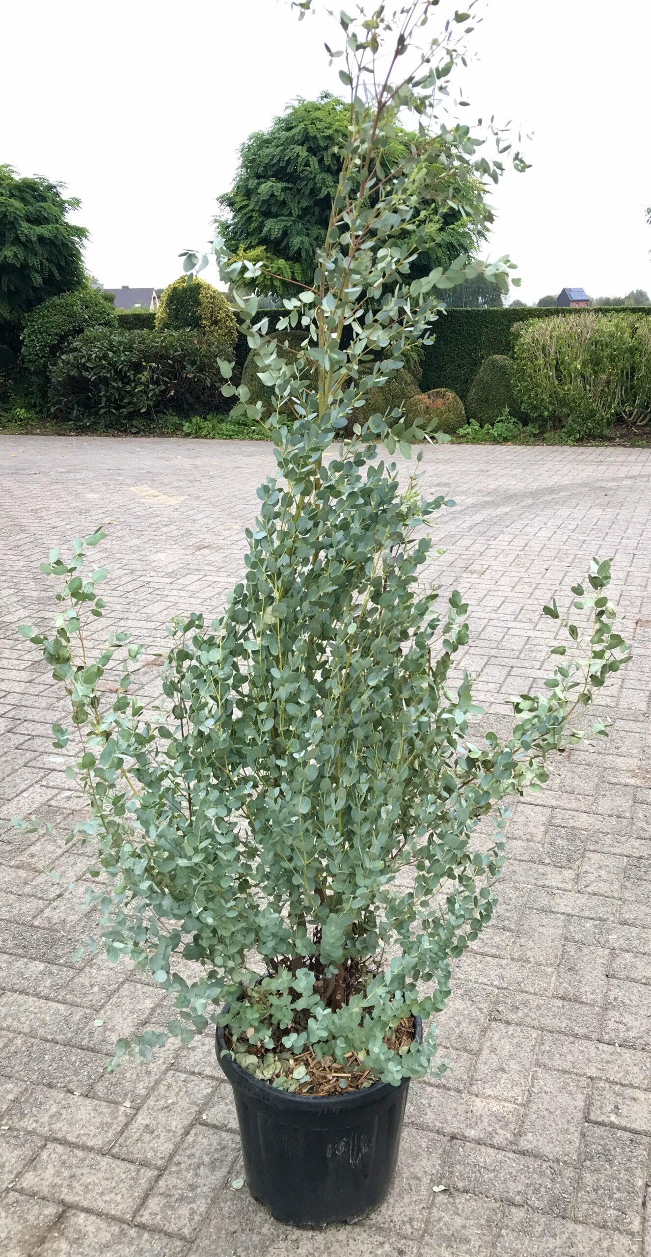 eucalyptus plant kopen buiten