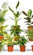 Goedkope planten: haal betaalbaar meer groen in huis en tuin