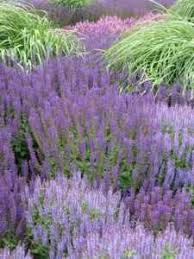 groenblijvende plant met paarse bloemen