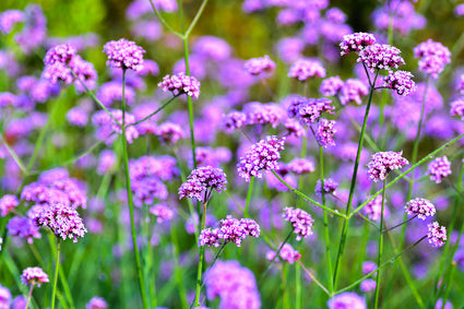 mooie tuinplanten in pot