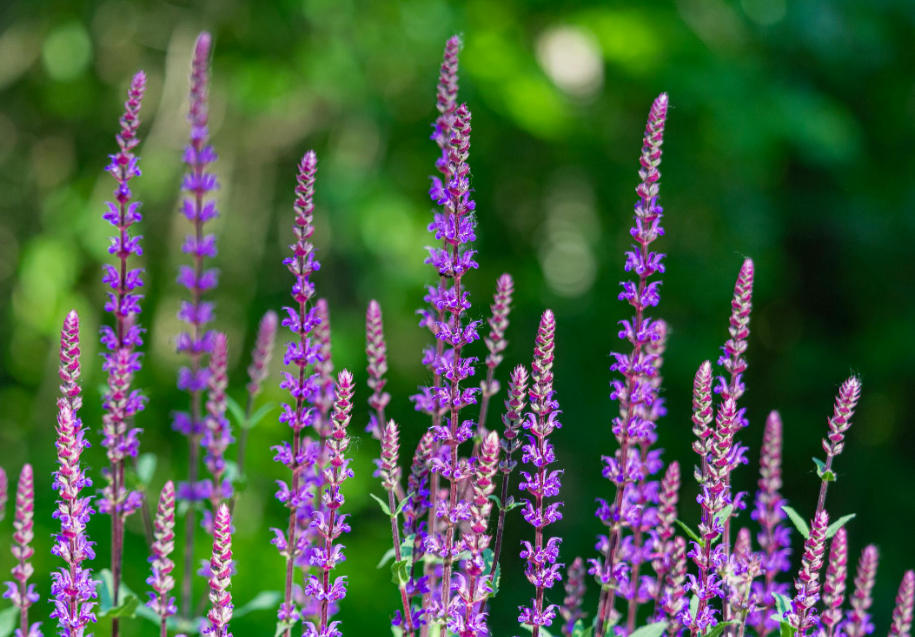 Mooie vaste planten voor een kleurrijke tuin