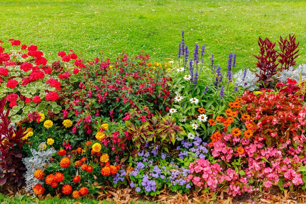 Mooie winterharde planten voor een kleurrijke tuin het hele jaar door