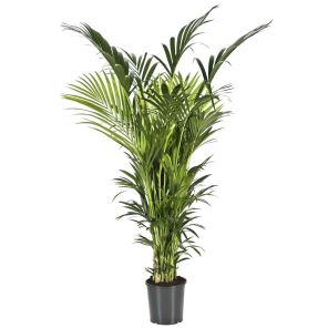 online plant bestellen