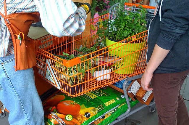 Online plant kopen: zo kies je de perfecte plant voor jouw interieur