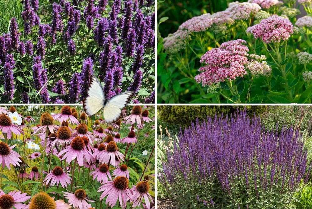Online planten bestellen goedkoop: zo vind je de beste deals