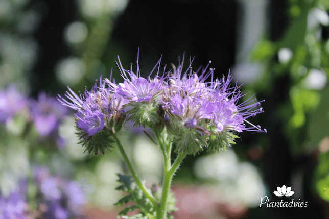 Plant met lila bloemen: kleur en sfeer voor elke tuin