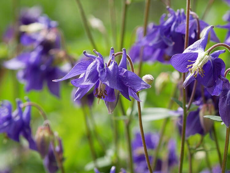 Plant met paarse bloemetjes: kleurrijke favorieten voor huis en tuin