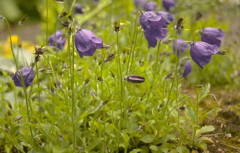 plant met paarse klokjes