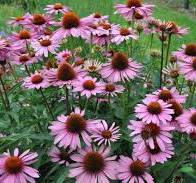 Plant met veel bloemen: tips voor een kleurrijke bloei in huis en tuin