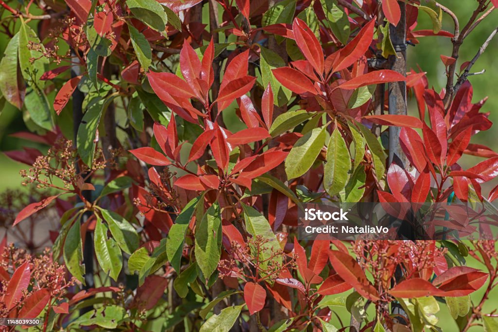 Plant met rood groene bladeren: een kleurrijke blikvanger voor huis en tuin