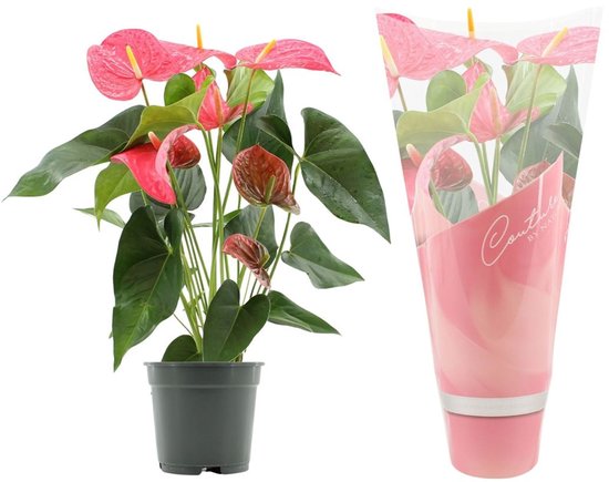 Plant met roze bloemen binnen: de mooiste kamerplanten