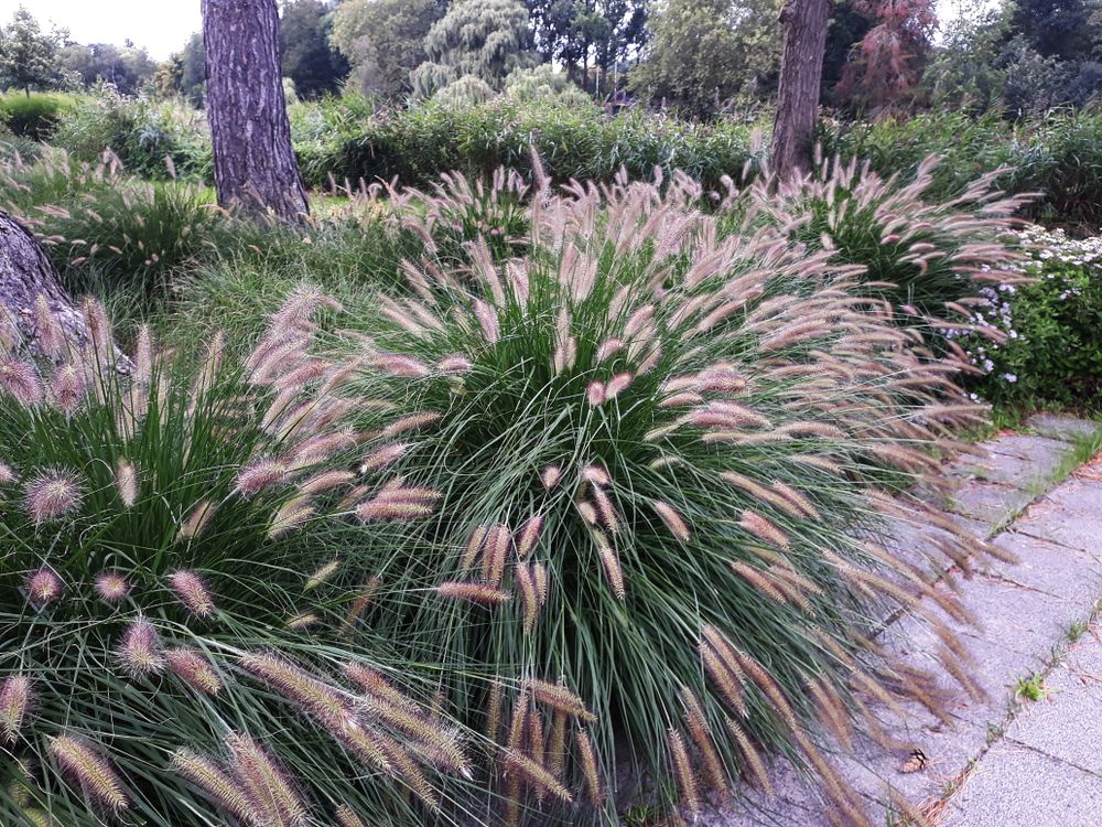 Plant met roze pluimen: kleur en beweging in je tuin