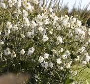 Plant met witte bloemetjes: ontdek de mooiste soorten voor huis en tuin