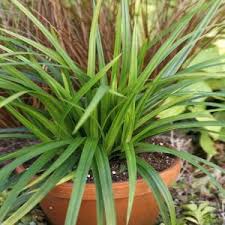 Planten aanbieding: haal voordelig meer groen in huis