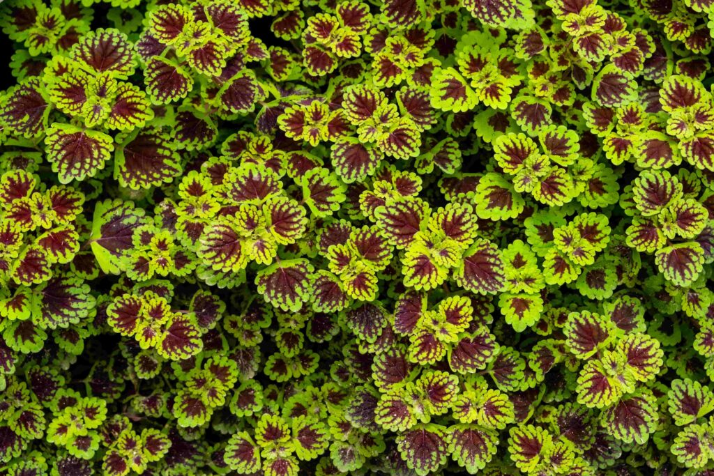 De mooiste planten voor een balkon in de schaduw